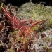 shrimp_hingebeak_rb_kad_h_0103_fij0662.jpg